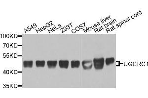 Western blot analysis of extracts of various cell lines, using UQCRC1 antibody (ABIN5971722) at 1/1000 dilution. (UQCRC1 anticorps)