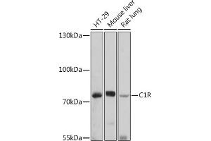 Western blot analysis of extracts of various cell lines, using C1R antibody (ABIN7266476) at 1:1000 dilution. (C1R anticorps  (AA 466-705))