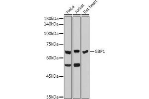 Western blot analysis of extracts of various cell lines, using GBP1 antibody (ABIN7267549) at 1:1000 dilution. (GBP1 anticorps)