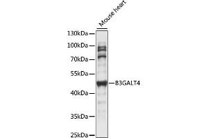 Western blot analysis of extracts of Mouse heart, using B3G antibody (ABIN7271197) at 1:1000 dilution. (B3GALT4 anticorps  (AA 80-270))