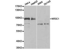 Western Blotting (WB) image for anti-Nuclear Receptor Subfamily 3, Group C, Member 1 (Glucocorticoid Receptor) (NR3C1) antibody (ABIN1873953) (Glucocorticoid Receptor anticorps)