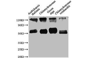 Western Blot Positive WB detected in: Arabidopsis thaliana leaf tissue, Chlamydomonas tissue, Green alga tissue, Chlamydomonas reinhardtii tissue All lanes: rbcL antibody at 1:1250 Secondary Goat polyclonal to rabbit IgG at 1/50000 dilution Predicted band size: 53 kDa Observed band size: 53 kDa (RBCL (AA 3-479) anticorps)