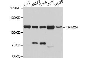 Western blot analysis of extracts of various cell lines, using TRIM24 antibody. (TRIM24 anticorps)