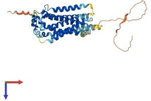 AlphaFold protein structure predicition of Human Recombinant S1PR3 Protein, UniprotID Q99500