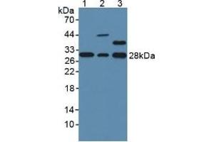 Figure. (GSTO1 anticorps  (AA 24-233))