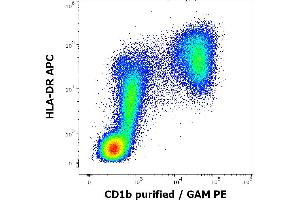 Flow cytometry multicolor surface staining pattern of human stimulated (GM-CSF + IL-4) peripheral blood mononuclear cells using anti-human CD1b (SN13) purified antibody (concentration in sample 9 μg/mL, GAM PE) and anti-human HLA-DR (L243) APC antibody (10 μL reagent per milion cells in 100 μL of cell suspension).