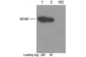 Lane 1-2: Multiplex tag cell lysate (ABIN1536505) NC: 293 cell lysatePrimary antibody: Anti-c-Myc-tag Monoclonal Antibody (Mouse) (ABIN396860) The Western was performed using One-Step Western Blot Kit (ABIN491503) with 0. (Myc Tag anticorps)