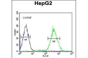 FOXP3 Antibody (Center) (ABIN650728 and ABIN2839416) flow cytometric analysis of HepG2 cells (right histogram) compared to a negative control cell (left histogram). (FOXP3 anticorps  (AA 155-182))
