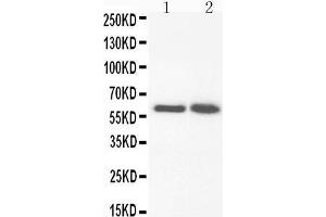 Anti-FMO3 antibody, Western blotting Lane 1: Rat Liver Tissue Lysate Lane 2: Rat Liver Tissue Lysate (FMO3 anticorps  (N-Term))