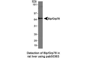 Image no. 1 for anti-Heat Shock 70kDa Protein 5 (Glucose-Regulated Protein, 78kDa) (HSPA5) (AA 600-654), (C-Term) antibody (ABIN363672) (GRP78 anticorps  (C-Term))