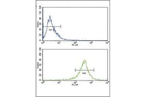Flow cytometric analysis of WiDr cells using FGFR4 antibody (bottom histogram) compared to a negative control (top histogram).