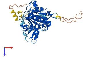 AlphaFold protein structure predicition of Human Recombinant ATG4B Protein, UniprotID Q9Y4P1