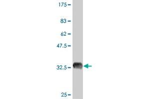 Western Blot detection against Immunogen (35. (OCT4 anticorps  (AA 81-164))