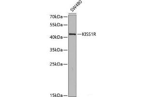 Western blot analysis of extracts of SW480 cells using KISS1R Polyclonal Antibody at dilution of 1:350. (KISS1R anticorps)