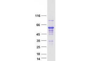 Validation with Western Blot (IFRD2 Protein (Myc-DYKDDDDK Tag))
