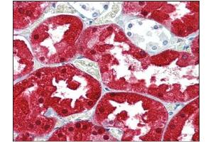 Immunohistochemistry Image: Human Kidney: Formalin-Fixed, Paraffin-Embedded (FFPE) (ASS1 anticorps  (Internal Region))