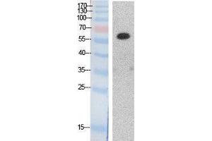 Western Blotting (WB) image for anti-Histone Deacetylase 1 (HDAC1) (Internal Region) antibody (ABIN3187983) (HDAC1 anticorps  (Internal Region))