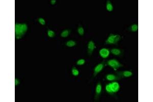 Immunofluorescent analysis of Hela cells using ABIN7167725 at dilution of 1:100 and Alexa Fluor 488-congugated AffiniPure Goat Anti-Rabbit IgG(H+L)