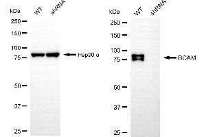 Western blotting analysis using BCAM antibody (ABIN7797732).