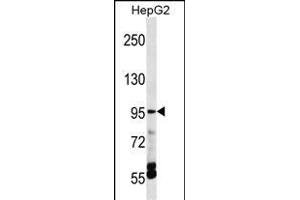 TRPV5 Antibody (C-term) (ABIN1537515 and ABIN2848459) western blot analysis in HepG2 cell line lysates (35 μg/lane). (TRPV5 anticorps  (C-Term))