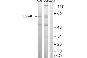 Western blot analysis of extracts from A549 cells and COS-7 cells, using EIF2AK1 antibody. (EIF2AK1 anticorps  (Internal Region))