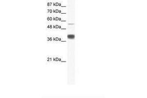 Image no. 1 for anti-Mesoderm Induction Early Response 1, Family Member 3 (MIER3) (AA 137-186) antibody (ABIN6736028) (MIER3 anticorps  (AA 137-186))