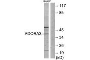 Western blot analysis of extracts from HepG2 cells, using ADORA3 Antibody. (Adenosine A3 Receptor anticorps  (AA 269-318))