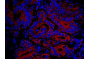 Immunofluorescence (IF) image for anti-Inositol 1,4,5-Trisphosphate Receptor, Type 3 (ITPR3) (AA 625-675) antibody (ABIN7448977)