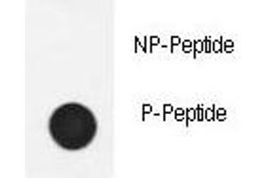 Dot blot analysis of phospho-Nephrin antibody.