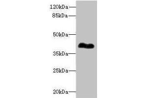 Western blot All lanes: ROM1antibody at 0. (ROM1 anticorps  (AA 126-263))