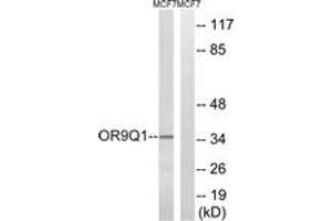 Western Blotting (WB) image for anti-Olfactory Receptor, Family 9, Subfamily Q, Member 1 (OR9Q1) (AA 234-283) antibody (ABIN2891064) (OR9Q1 anticorps  (AA 234-283))