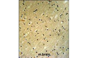 BCOR Antibody (Center S1122) IHC analysis in formalin fixed and paraffin embedded mouse brain tissue followed by peroxidase conjugation of the secondary antibody and DAB staining.