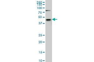 SGK2 monoclonal antibody (M08), clone 7C7 Western Blot analysis of SGK2 expression in IMR-32 . (SGK2 anticorps  (AA 293-367))