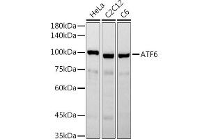 Western blot analysis of extracts of various cell lines, using  antibody (ABIN3020671, ABIN3020672, ABIN1512605 and ABIN6213659) at 1:1000 dilution.