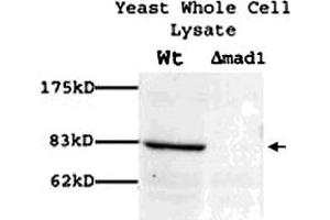 Western blot showing Mad1p polyclonal antibody  (1 : 100) on yeast whole cell lysate. (PSMD14 anticorps)