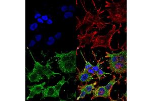 Immunocytochemistry/Immunofluorescence analysis using Mouse Anti-SNAT1 Monoclonal Antibody, Clone S104-32 (ABIN1027716).