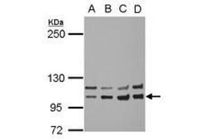 Image no. 2 for anti-Insulin Receptor (INSR) (AA 816-988) antibody (ABIN1498892) (Insulin Receptor anticorps  (AA 816-988))