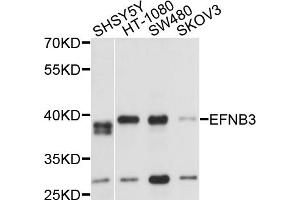 Western blot analysis of extracts of various cell lines, using EFNB3 antibody (ABIN5975812) at 1/1000 dilution. (Ephrin B3 anticorps)