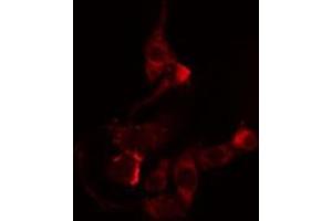ABIN6274523 staining RAW264. (CREBZF anticorps  (Internal Region))