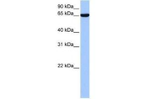 hCG_1646157 antibody used at 0. (Zinc Finger Protein 891 (ZNF891) (N-Term) anticorps)