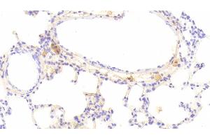 Detection of IFNb in Rat Lung Tissue using Monoclonal Antibody to Interferon Beta (IFNb)