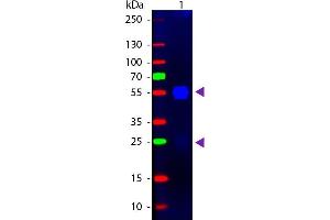 Western blot of Fluorescein conjugated Goat F(ab’)2 Anti-Rabbit IgG Pre-Adsorbed secondary antibody. (Chèvre anti-Lapin IgG (Heavy & Light Chain) Anticorps (FITC) - Preadsorbed)