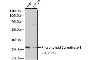 Western blot analysis of extracts of various cell lines, using Phospholipid Scramblase 1 (Phospholipid Scramblase 1 (PLSCR1)) antibody (ABIN6132498, ABIN6145796, ABIN6145797 and ABIN6222400) at 1:1000 dilution. (PLSCR1 anticorps  (AA 1-318))