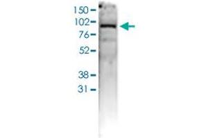 Western Blot (Cell lysate) analysis of 40 ug whole cell extracts of U2OS cells. (AGO1 anticorps  (C-Term))