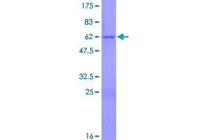 Image no. 1 for Pyridoxamine 5'-Phosphate Oxidase (PNPO) (AA 1-261) protein (GST tag) (ABIN1315594)