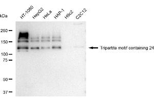 Western blotting analysis using Tripartite motif containing 24 antibody (ABIN7800629).