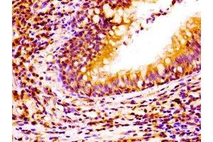 anti-Neural Cell Adhesion Molecule 2 (NCAM2) (AA 209-333) antibody