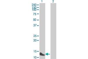 Western Blot analysis of FABP1 expression in transfected 293T cell line by FABP1 MaxPab polyclonal antibody.