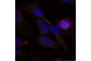 Immunofluorescence staining of methanol-fixed HeLa cells using Elk-1 (Ab-389) antibody (E021037, Red) (ELK1 anticorps)