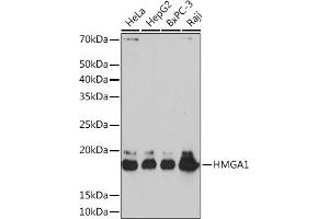 Western blot analysis of extracts of various cell lines, using HMG Rabbit mAb (ABIN7267646) at 1:1000 dilution. (HMGA1 anticorps)